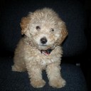 macluver1000's profile picture