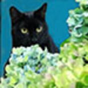 RobinC9's profile picture