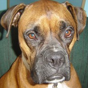 Serenitygardendecor's profile picture