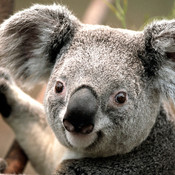 Koala thumb175