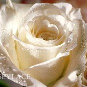 rosesylace's profile picture