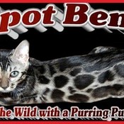 bonzbuyer_shwak's profile picture