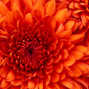 ainnir1's profile picture