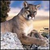 laurimac1's profile picture