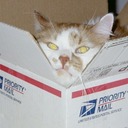 theeclecticcat's profile picture