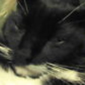 blueyedkat's profile picture