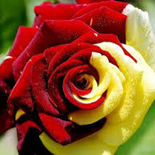 Exoticredflower thumb175