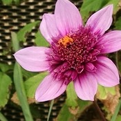 purplepatty124's profile picture