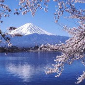 lavender-japan's profile picture