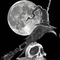 SticksNStonesShoppe's profile picture