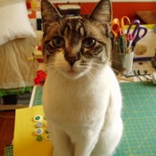 Smiling_Cat's profile picture