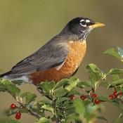 Birdie_love's profile picture