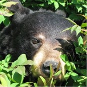 hdwolfe's profile picture