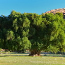 moroccanoilsecret's profile picture