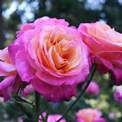 lady87's profile picture