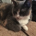 lgovercomer's profile picture