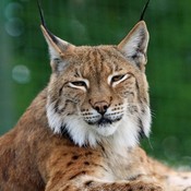 FoxPeakOutdoorSupply's profile picture