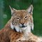 FoxPeakOutdoorSupply's profile picture