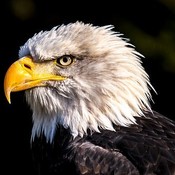 CarpeDiemInvSrce's profile picture