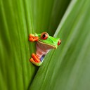 treefrogpat's profile picture