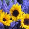 Floral color wheel lavendar sunflowers thumb48