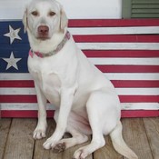 PuppaMonster's profile picture