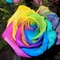 Rainbow rose thumb48