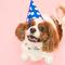 Dog in birthday hat thumb48