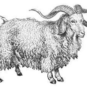 Angora goat 300x227 thumb175
