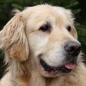 Golden retriever dog desktop wallpaper 49690 51368 hd wallpapers thumb175