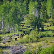 South_Mtn_Boutique's profile picture