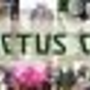 Exotic_Cactus's profile picture