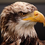 Khabir's profile picture