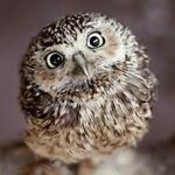 owl_sell_that's profile picture