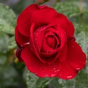 southernrose's profile picture
