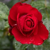 southernrose's profile picture