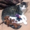 Tibbsy257's profile picture
