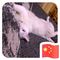 zhengyuanfang's profile picture