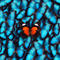 brunoHome's profile picture