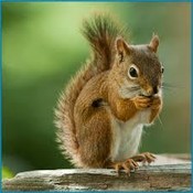 FlyingSquirrel's profile picture