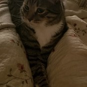 Shivawoman's profile picture