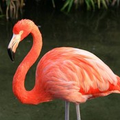 kycoy's profile picture