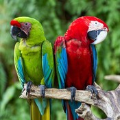 Crazyaboutbirds's profile picture
