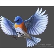 kiceroc's profile picture