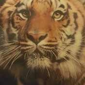 majinfeyd's profile picture