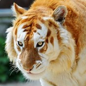 Tigarr's profile picture