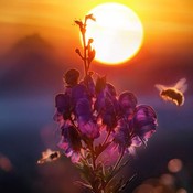 DayDawnBonanza's profile picture