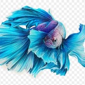 IlhamP14's profile picture
