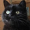 catsouttathehandbag's profile picture