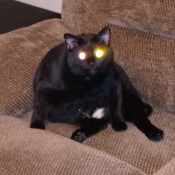 Bernie_The_Bonanzeer's profile picture